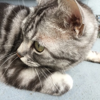 里親募集中！！