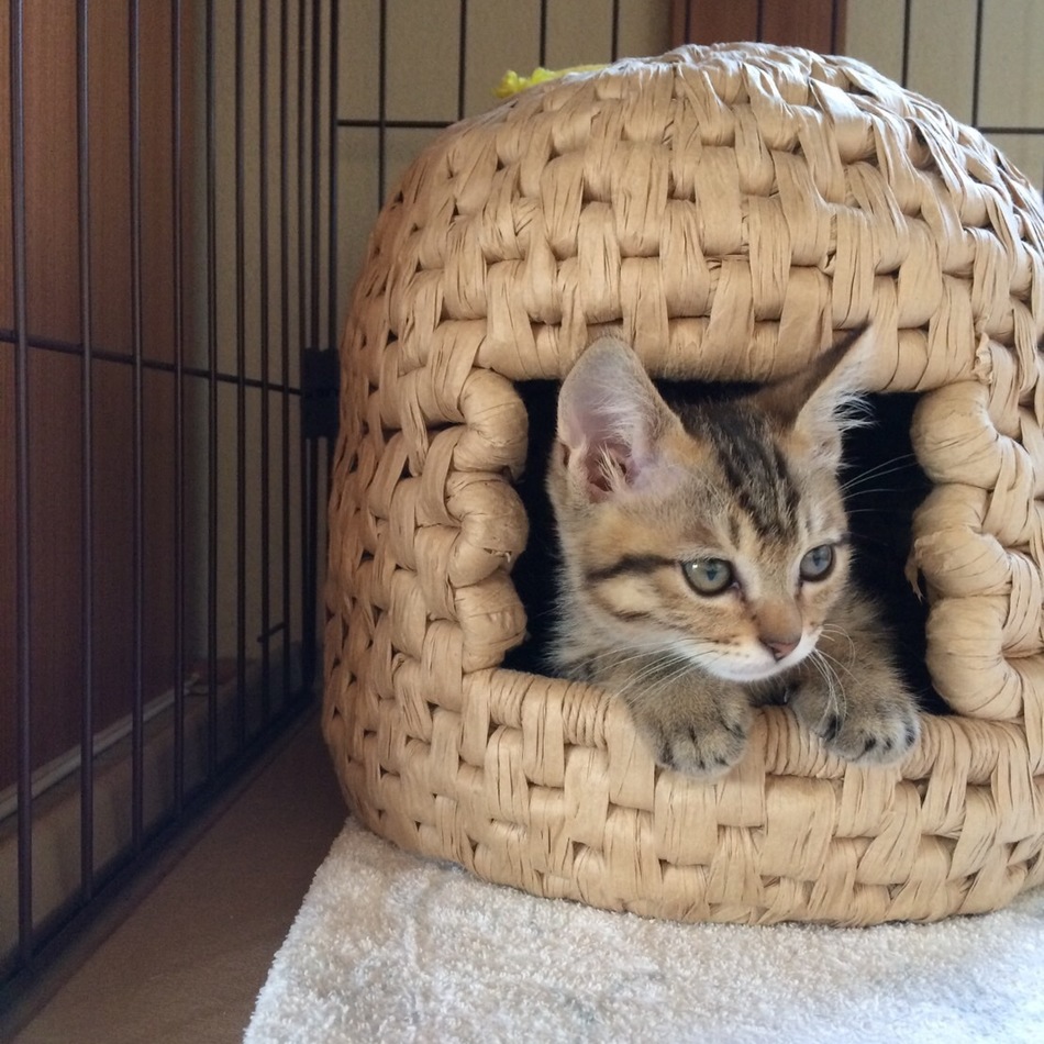 れおのカバー写真