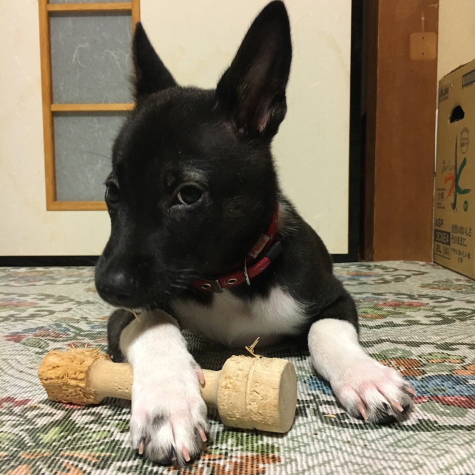 かいのカバー写真