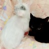 二ヶ月 白と黒の姉妹 サムネイル3