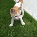 人懐っこい仔猫です。
