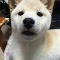 サクラ
