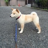 の写真