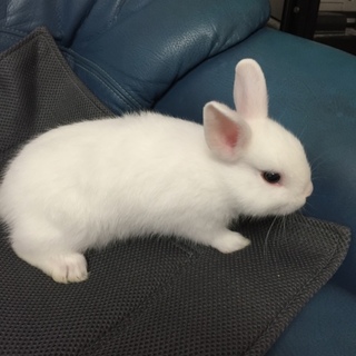 6/3産まれドワーフホト（右目アイライン無し）