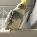 オカメインコを可愛がって下さい。