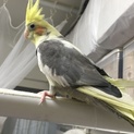 オカメインコを可愛がって下さい