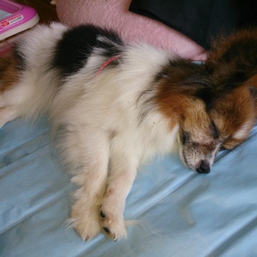 クールマットでおねんね中。