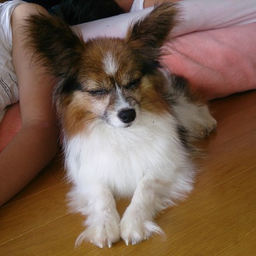 大好きなお姉ちゃん寝てるからお兄ちゃんの横でうとうと。