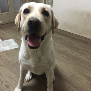 この子の家族になって下さい