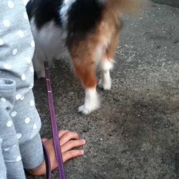 毛玉がひどく、糞まで巻き込んでいたので、ウチに来た夜にシャンプーと下半身カット。