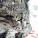 このこの里親になってくださる方を募集しています。