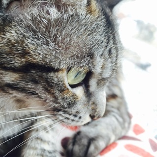 このこの里親になってくださる方を募集しています。