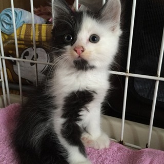 ヤンチャボーイズMIX