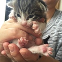 ブルーアイ サバ白子猫ちゃん