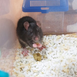 ファンシーラットの元気な女の子(交渉中)