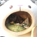 長毛子猫ちゃん人懐っこいです