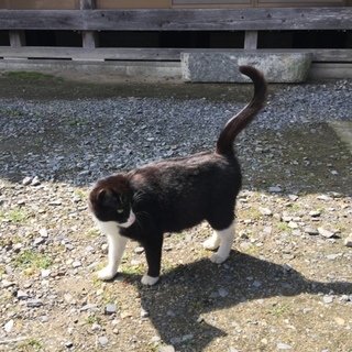 とても人懐こい白黒のねこちゃん