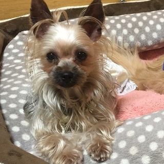 超カワイイヨーキー♀（リオン）