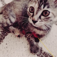 Lily