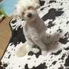 叱られて寝るという。。。笑