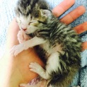 （一時募集停止）生後間もない子猫です