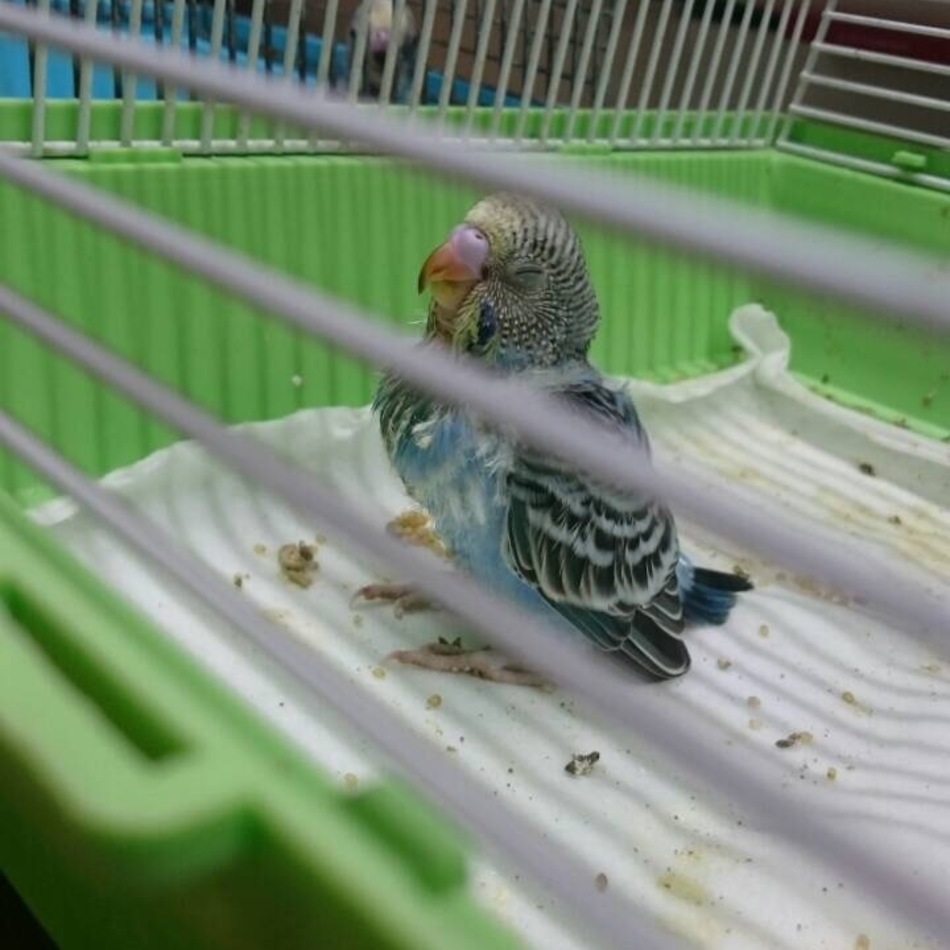 つみれのカバー写真