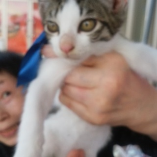 子猫の里親募集
