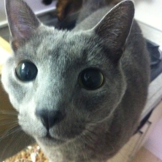 アビシニアン＆ロシアンブルーを可愛がってくれる方