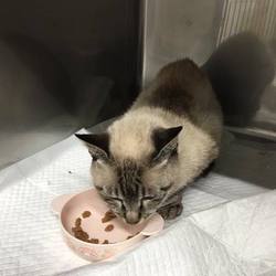 エイズキャリアの乙女ちゃん退院