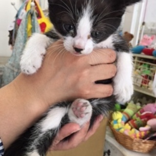 黒ゴマ、トリノです。