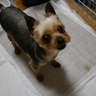 ぽちゃかわヨーキー♀（ノーマニー）６才