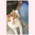 甘えん坊の男の子です。
