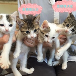 可愛い子猫を保護してます♡