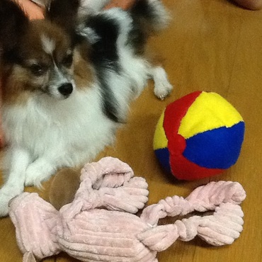 長男の中学卒業課題の手縫いソフトボールが活躍する時がくるとは。