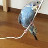 アクロバティック・・・