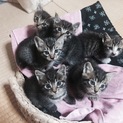 しま猫里親募集中！