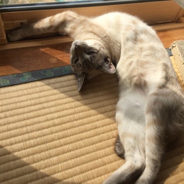 ルナの写真