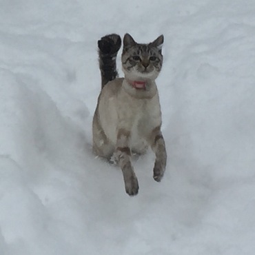 雪猫