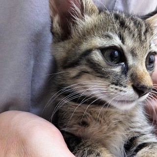 性格バツグンの女の子（1ヶ月半くらい）