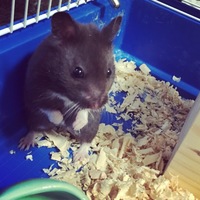 ノワール