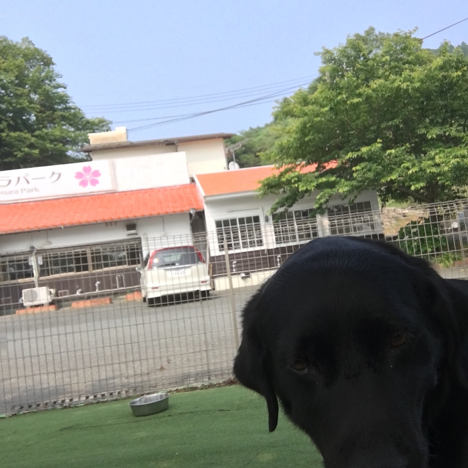 ルナのカバー写真