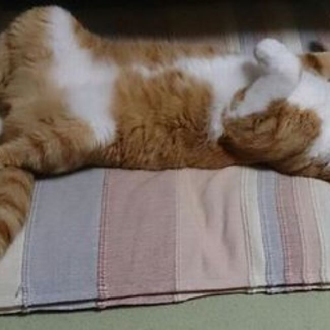 柚ぽんぽんのカバー写真