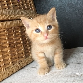 里親募集中！可愛いチャトラ君