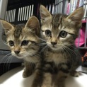 2匹の兄弟猫ちゃん保護しました。