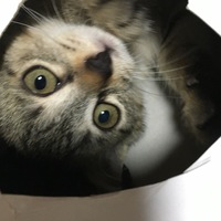 きなこ