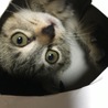 きなこ