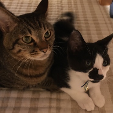 トラジとあずきも仲良くなりました☆