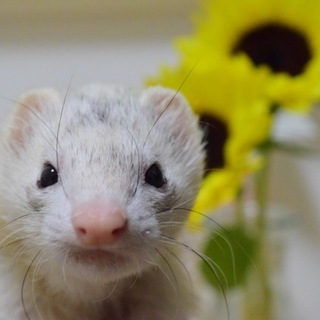 保護ﾌｪﾚｯﾄちゃんの里親様募集！