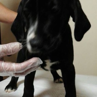 【決定】ラブ×ダルのMIX男の子・1☆