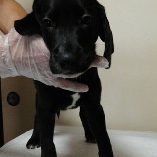 【決定】ラブ×ダルのMIX男の子・2☆